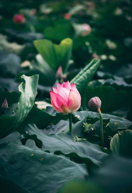 The lotus in a pond