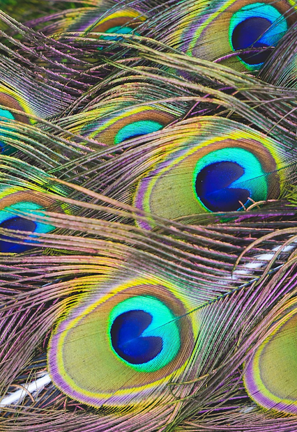 Peacock feathers symbolizing modesty
